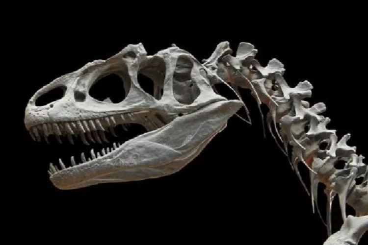 T.rex benzeri küçük kollara sahip yeni bir dinozor türü keşfedildi