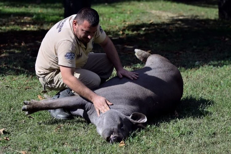 Tapir ailesinin güneşli havada masaj keyfi!