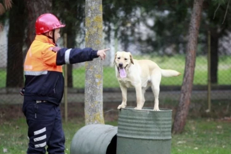 Türk Silahlı Kuvvetleri'nin eğitimli köpekleri Bursa'da yetiştiriliyor