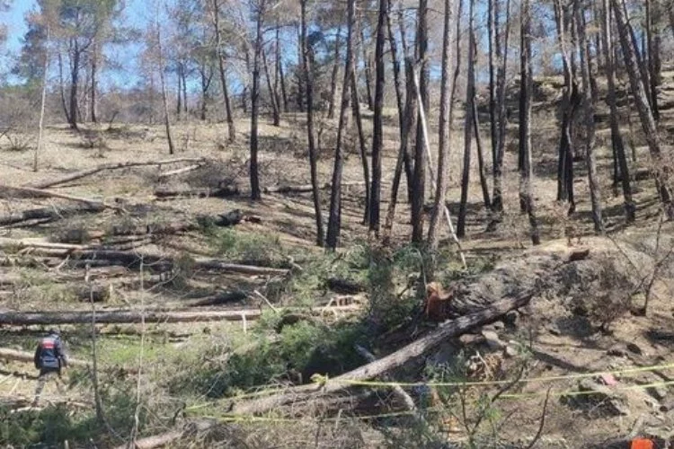 Üzerine ağaç düşen orman işçisi hayatını kaybetti!