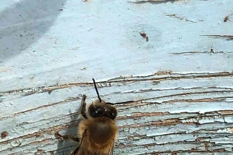 Yalancı bahar bal arılarını vurdu