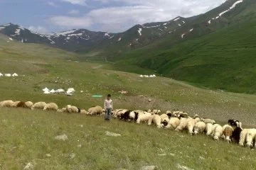 Yetiştiriciler isyanda: 100 bin lira maaşla çalıştıracak çoban bulamıyorlar