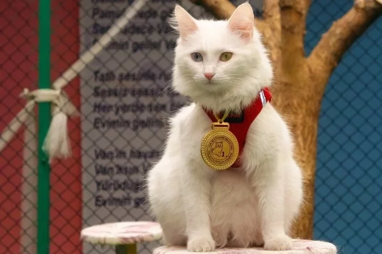 Yılın en güzel Van kedisi 'Mia' seçildi!