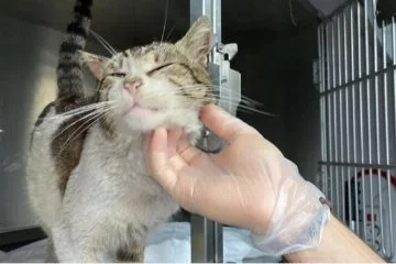 Zonguldak'ta sokak kedisi, kulağında tümörle veteriner hekimin kapısına gitti